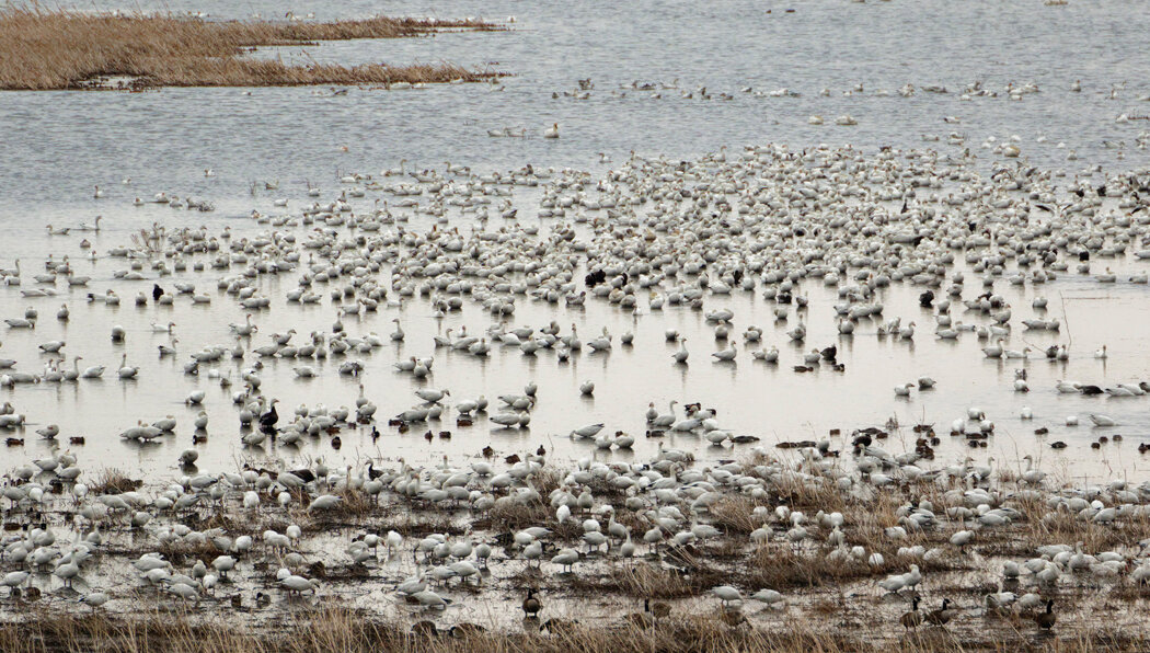 Snow geese; photo by Rod Sutton